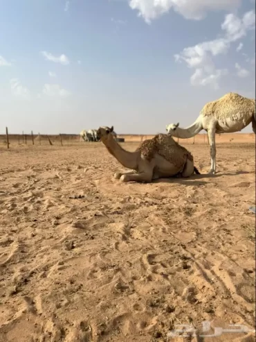 بكار مفاريد