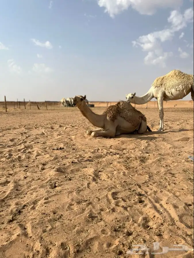 بكار مفاريد