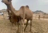 ناقه خلفه رباع تحتها قعود ام ثاني