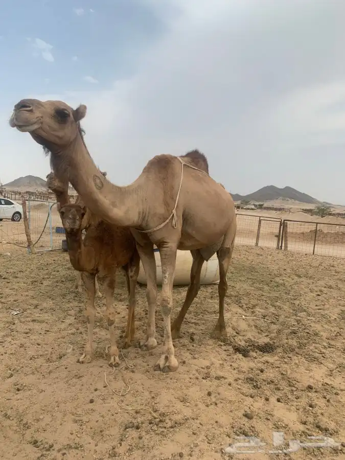 ناقه خلفه رباع تحتها قعود ام ثاني