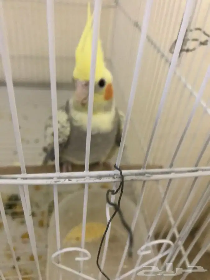 كروان غير اليف ذكر جاهز للانتاج