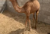 قعود المظيليف