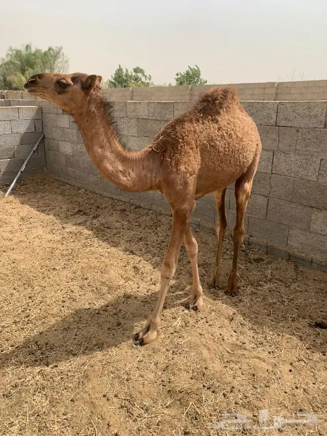 قعود المظيليف