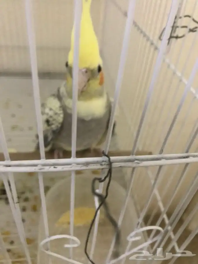 كروان غير اليف ذكر جاهز للانتاج