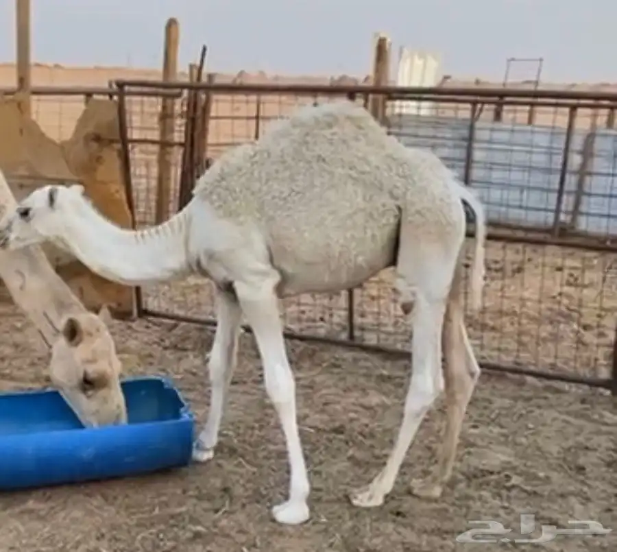 قعود عمره اربع شهور تحت امه