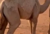 قعود