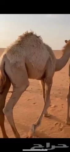 قعود