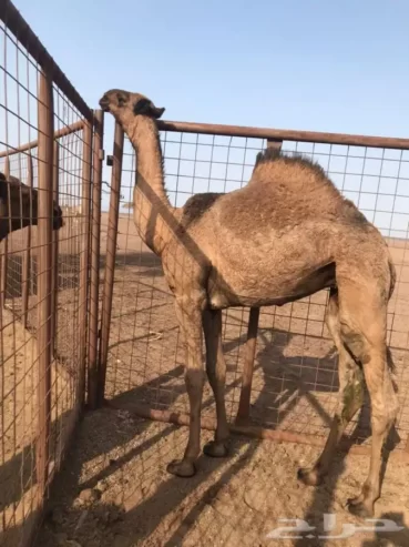ابل بكره