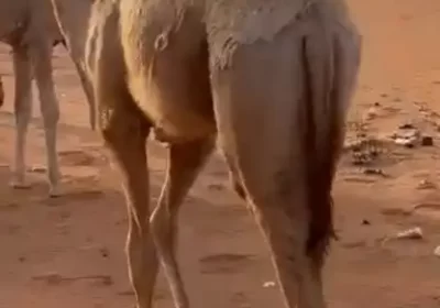 قعود