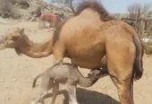 خفلة حمراء ساحليه ( مصغر)