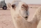 بكار مفاريد