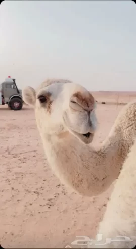 بكار مفاريد