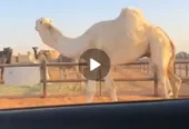 بعير اوضح رماني