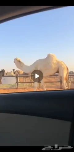 بعير اوضح رماني