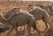 حشو قصب وتربيه .