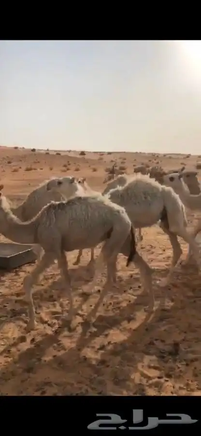 حشو قصب وتربيه .