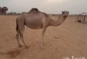 لقحه حمرا طيبه