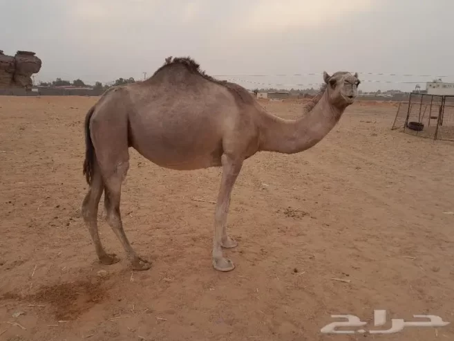 لقحه حمرا طيبه