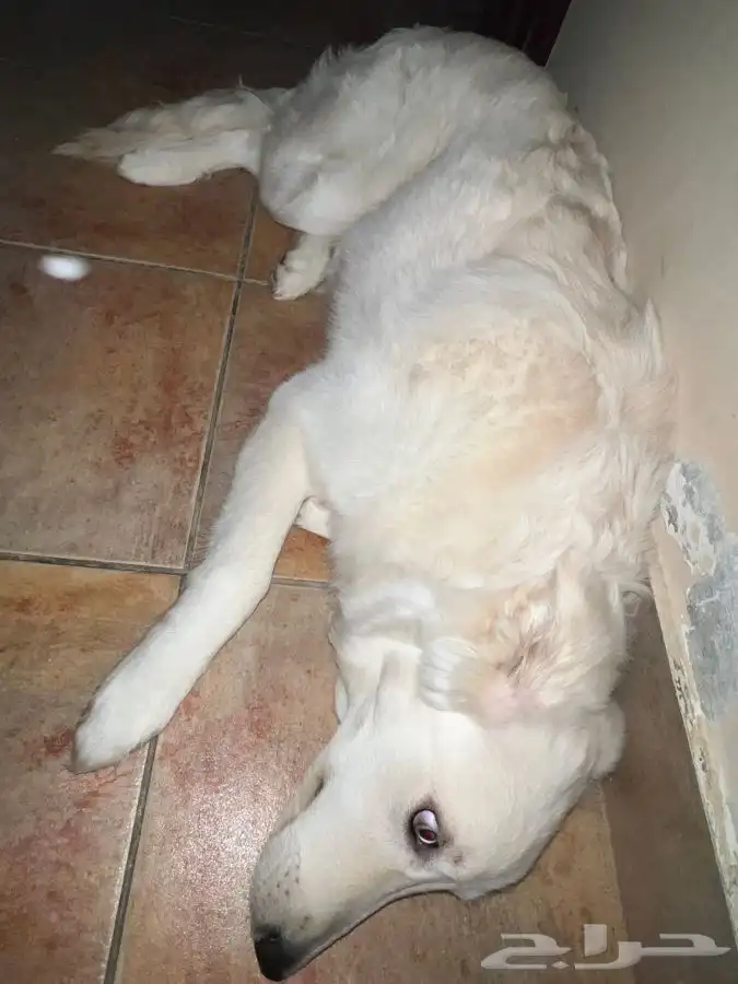 أنثى شيبرد الألمانية