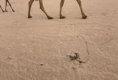 شعلا طيبه الدوادمي