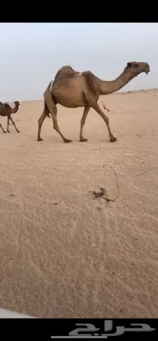 شعلا طيبه الدوادمي