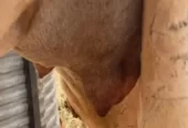 خلفه وضحاء رباع