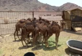 حشوالبيع العدد14 فيه 10قعدن و4 بكار