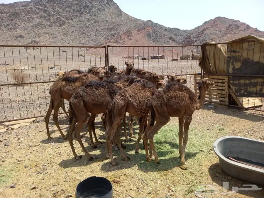 حشوالبيع العدد14 فيه 10قعدن و4 بكار