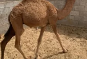 قعود المظيليف