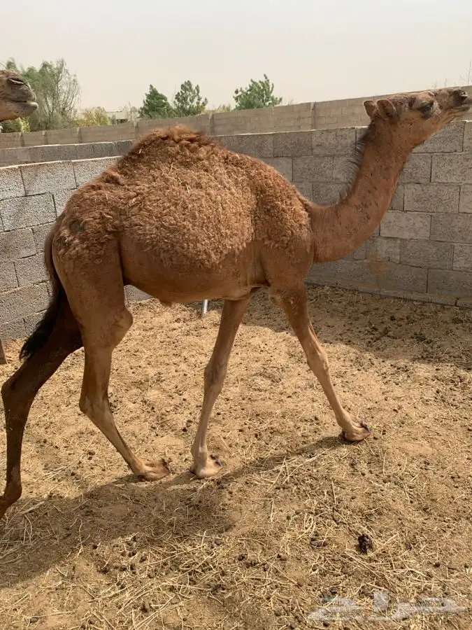 قعود المظيليف