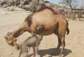 خفلة حمراء ساحليه ( مصغر)