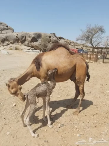 خفلة حمراء ساحليه ( مصغر)
