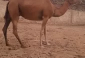 ناقه حمراء دم مدني