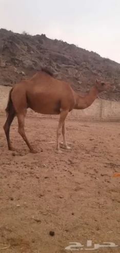 ناقه حمراء دم مدني