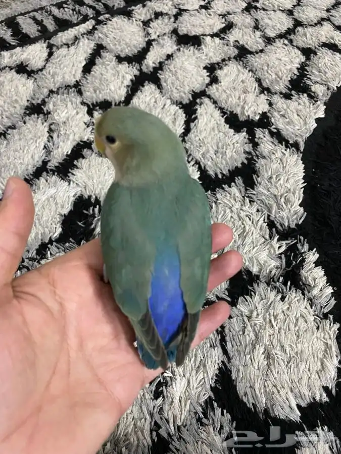 روز اليف للبيع ليس هدد