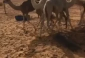 حشو قصب وتربيه .
