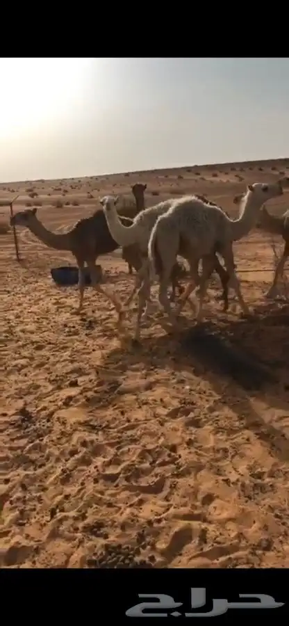 حشو قصب وتربيه .