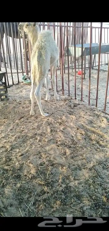 قعود شحم فل وسليم العذاريب