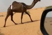 4 نياق صفر طيبة
