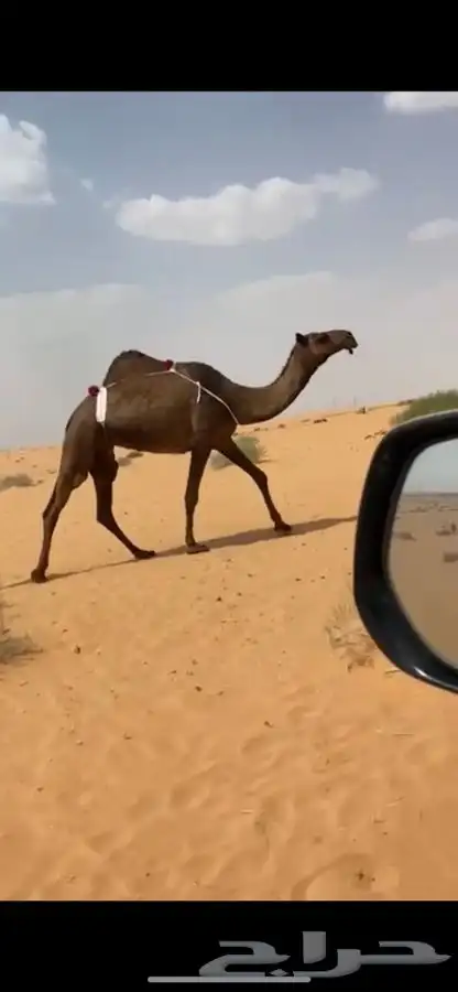 4 نياق صفر طيبة