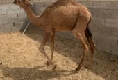 قعود المظيليف