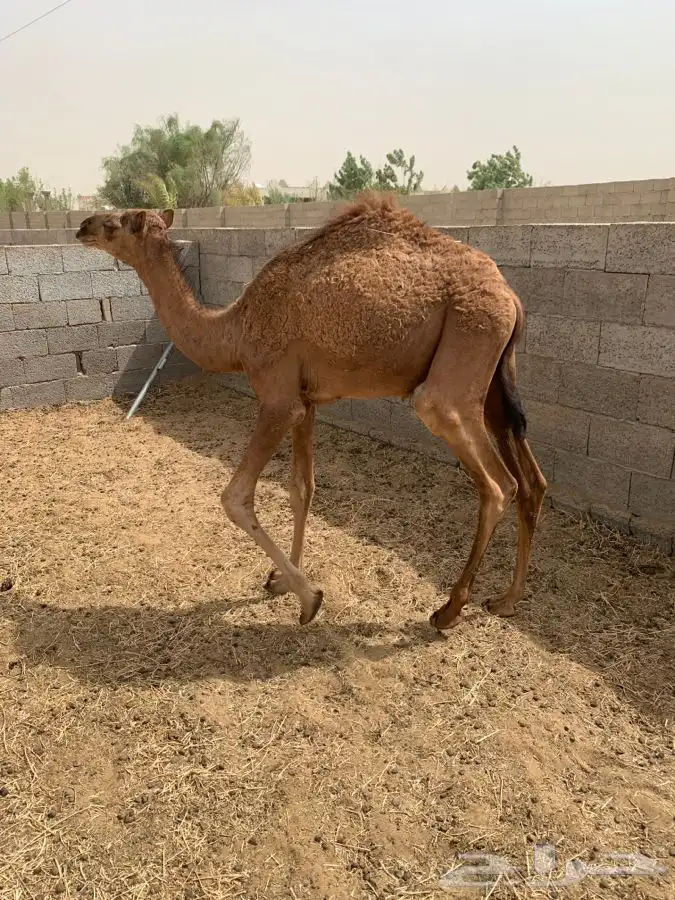 قعود المظيليف