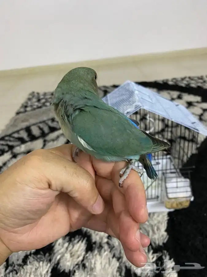 روز اليف للبيع ليس هدد