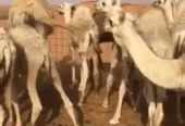 حشو قصب وتربيه .
