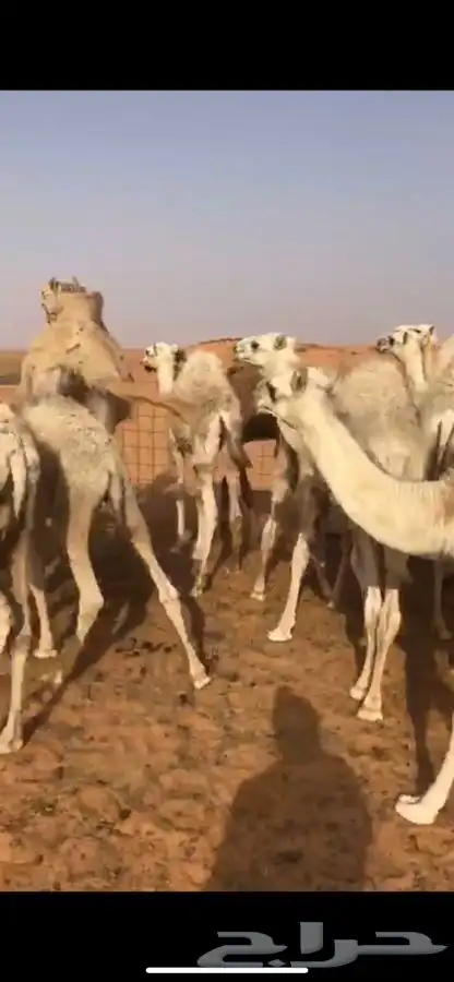 حشو قصب وتربيه .