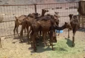 حشوالبيع العدد14 فيه 10قعدن و4 بكار