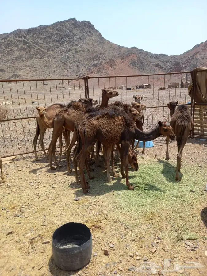 حشوالبيع العدد14 فيه 10قعدن و4 بكار