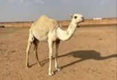 بكار مفاريد