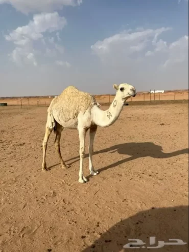 بكار مفاريد