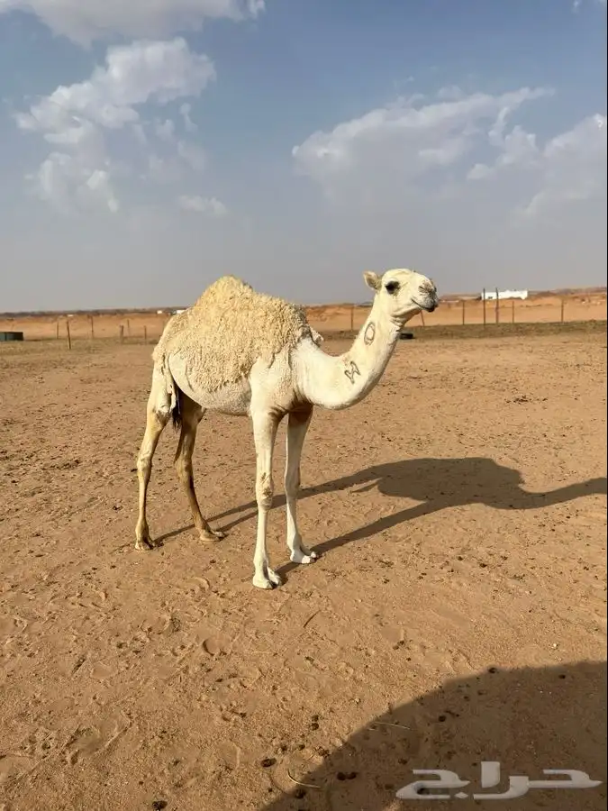 بكار مفاريد